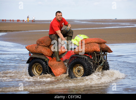 La mietitura Cocklers utilizzando ATV (ATV) "quad bikes" all'inizio dell'arricciatura stagione della raccolta, Southport, Merseyside, Regno Unito Foto Stock