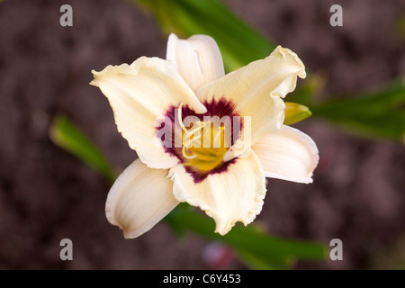 "Vaso di Pandora" Daylily, Daglilja (Hemerocallis) Foto Stock