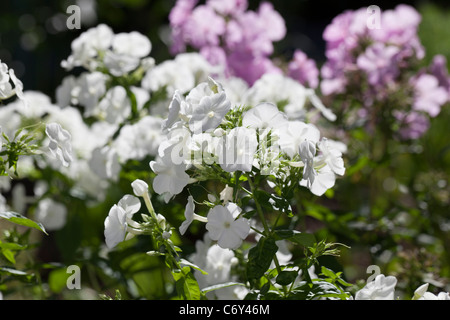 'Mia Ruys' giardino Phlox, Höstflox (Phlox paniculata) Foto Stock