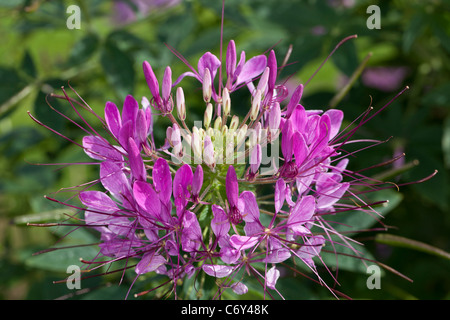 Fiore di ragno, Paradisblomster (Cleome hassleriana) Foto Stock