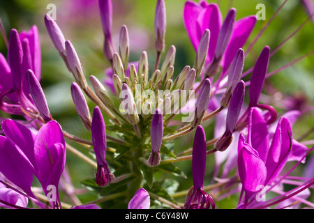 Fiore di ragno, Paradisblomster (Cleome hassleriana) Foto Stock