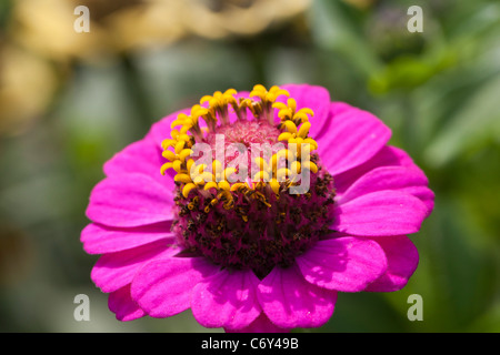 Comune, Zinnia Zinnia (Zinnia elegans) Foto Stock