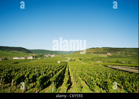 Vigneti presso il villaggio di Meursault in Borgogna con il villaggio di Auxey Duresses annidato nel lontano valley. Foto Stock