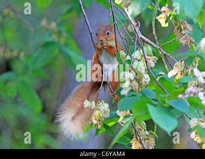 Scoiattolo rosso alimentazione su Elm Tree fiori Foto Stock