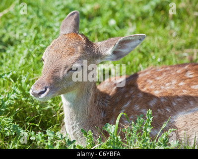 Daini fawn (dama dama) Foto Stock