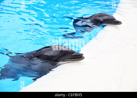 Due delfini vicino al bordo della piscina Foto Stock