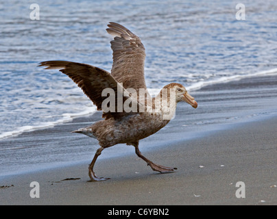 Il gigante del sud Petrel (macronectes giganteus), St Andrews Bay, Georgia del Sud Foto Stock