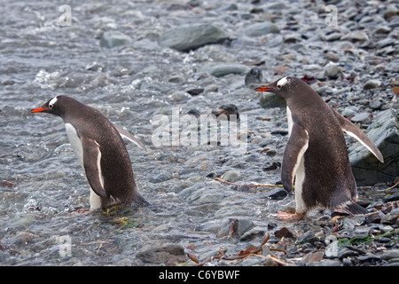 I pinguini di Gentoo (Pygoscelis papua), Godthul, Georgia del Sud Foto Stock