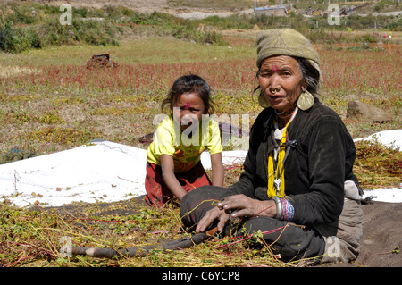 Un agricoltore Humla frantumazione di grano saraceno con sua figlia vicino aeroporto Simikot, Humla Karnali, Foto Stock