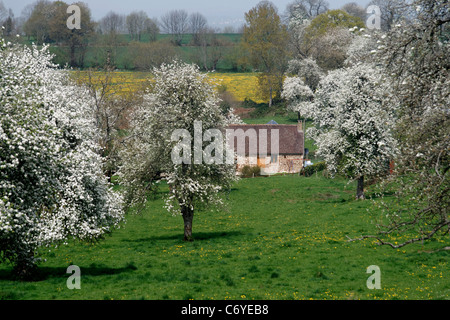 Perry pera alberi in fiore in primavera (Domfrontais, Orne, in Normandia, Francia). Foto Stock