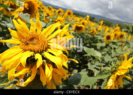 Ape su un girasole Foto Stock