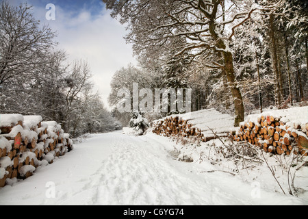 Neve invernale scena, Houghton foresta, West Sussex Foto Stock