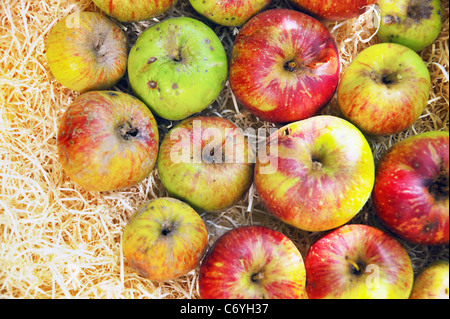 Close up di mele nel fieno Foto Stock