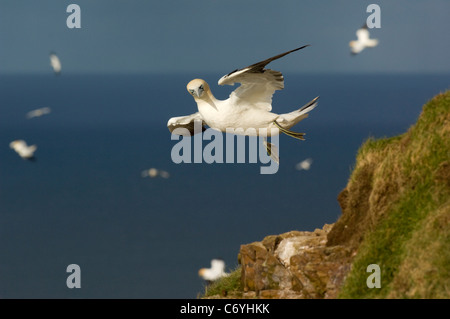 Gregge di sule (Morus bassanus), volando sopra il mare del Nord a Troup Head Foto Stock