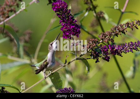 Hummingbird, Ruby-throated hummingbird femmina, archilochus colubris, ronzio uccello, posatoi su un ramo e si estende fino a raggiungere i fiori. Foto Stock