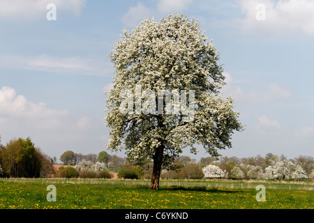 Un perry pear tree in fiore in primavera (Orne, in Normandia, Francia). Foto Stock