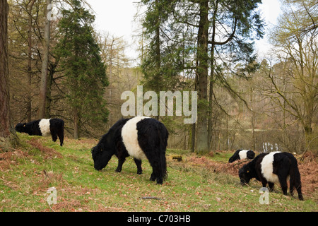 Belted Galloway pascolo del bestiame per la conservazione sostenibile nel bosco di conifere nei pressi di Tarn Hows, Cumbria, Regno Unito, Gran Bretagna. Foto Stock