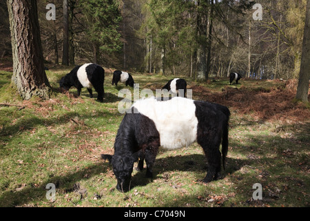 Tarn Hows, Cumbria, Inghilterra, Regno Unito. Belted Galloway pascolo del bestiame per la conservazione nei boschi di conifere nel distretto del Lago Foto Stock