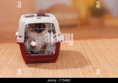 Gatto Sacri di Birmania, Tomcat, Seal-point, in canile / Birman Foto Stock