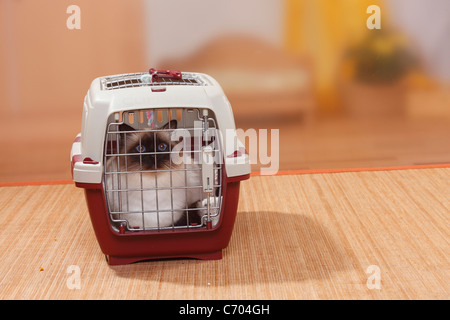 Gatto Sacri di Birmania, Tomcat, Seal-point, in canile / Birman Foto Stock