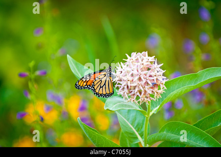 Farfalla monarca su Milkweed bloom, STATI UNITI D'AMERICA Foto Stock