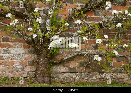 La delicata fioritura bianca di un albero di mele espalier si allenò contro un muro di mattoni del 18th secolo alla Rousham House nell'Oxfordshire, Inghilterra Foto Stock