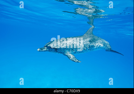 Macchiato atlantico, Delfino Stenella frontalis Atlantischer Fleckendelfin adulto dolphin Nord Bimini Bahamas selvatica e libera Foto Stock