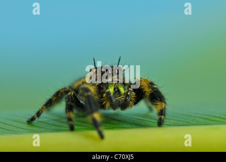 Regal Jumping Spider appoggiata su una foglia. Foto Stock