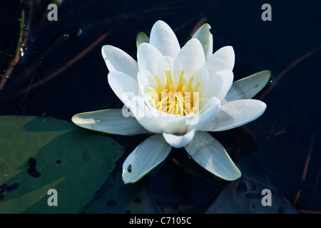 Close up di acqua-lily Nymphaea candida fiore nel lago Ragalu Engure regione della Lettonia Foto Stock