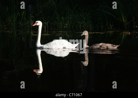 Cigno Cygnus olor con uccelli giovani chiamati cygnets Ridelu lago, Engure, Lettonia Foto Stock