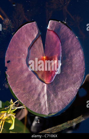 Close-up di acqua-lily Nymphaea candida in foglia Ragalu lago regione Engure Lettonia Foto Stock