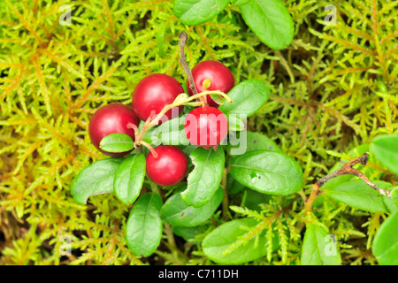 Cowberry. Un cowberry su un verde sfondo vegetativa in legno. Foto Stock