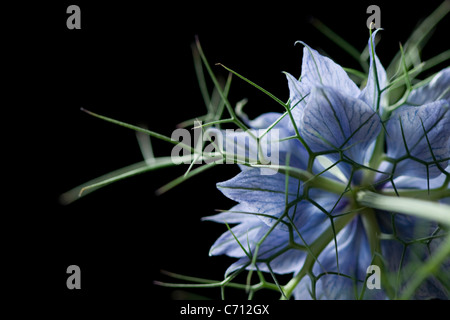Nigella damascena, amore-in-un-mist, fiore blu su sfondo nero. Foto Stock