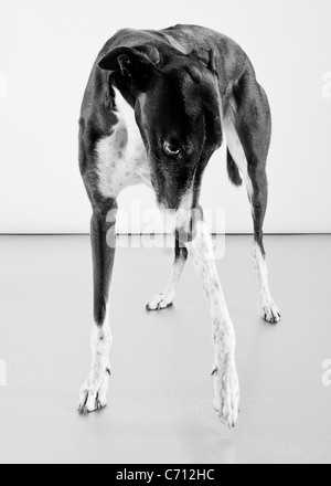 Bianco e nero cane Greyhound Foto Stock