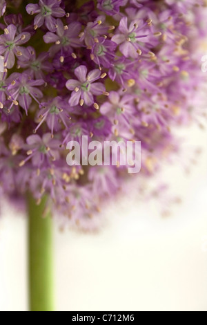 Allium Hollandicum 'viola sensazione', unico fiore sullo stelo contro uno sfondo bianco. Foto Stock