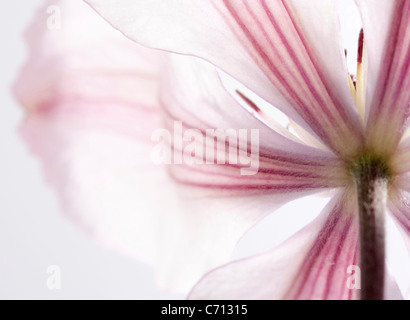 Clematis, fiore rosa dettaglio soggetti, sfondo bianco Foto Stock