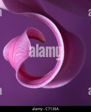 Il Lilium, il Giglio viola petalo di fiore soggetto, sfondo viola Foto Stock