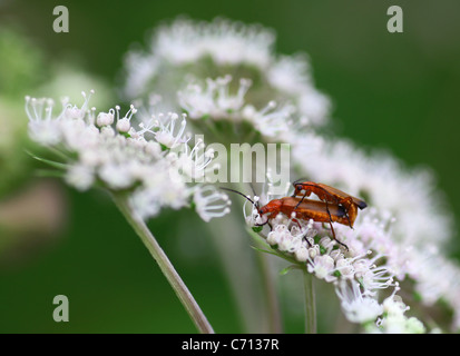 Due Soilder coleotteri (Rhagonycha fulva) coniugata a un bianco fiore umbellifer Foto Stock