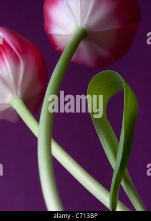 Tulipa, Tulip, fiore rosa soggetto, sfondo viola Foto Stock