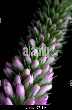 Hebe, fiore rosa soggetto, sfondo nero Foto Stock