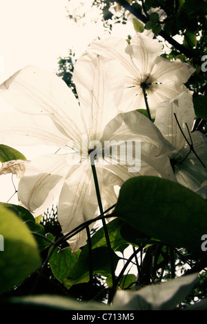 Clematis, fiori bianchi oggetto, Foto Stock