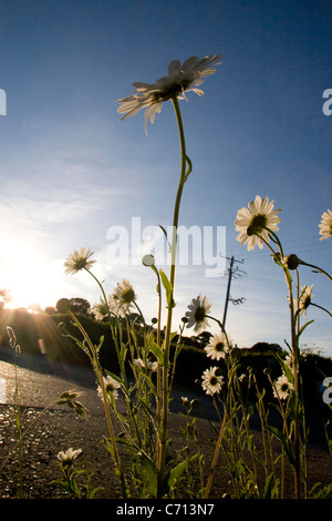 Leucanthemum vulgare, Margherita occhio di bue, fiore bianco oggetto, Foto Stock