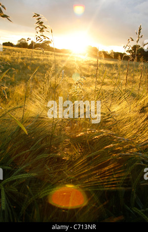 Hordeum, orzo con sole nel cielo, oro oggetto, Foto Stock