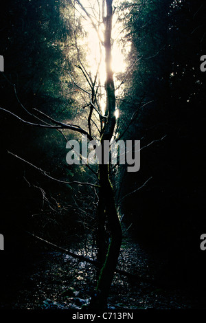 Albero nella foresta nera , soggetto, Foto Stock