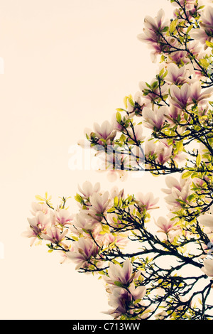 Magnolia, fiori di colore rosa sul soggetto ad albero, sfondo bianco Foto Stock