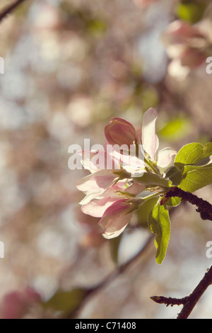 Malus domestica, Apple, fiore rosa blossom oggetto, Foto Stock