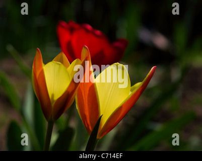 Due giallo e rosso dei fiori in un giardino Foto Stock