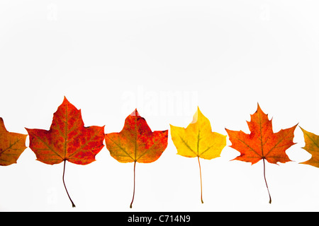 Archiviato foglie di acero in autunno, Acer campestre, il Parco nazionale di Northumberland, Regno Unito Foto Stock