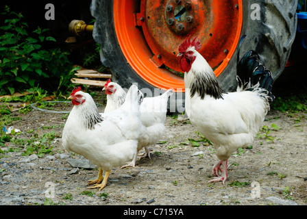 Galline Sussex leggere con scarafaggio in un cortile, Galles, Regno Unito Foto Stock