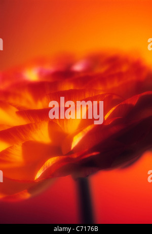 Ranunculus, Arancione fiore rosso soggetto, sfondo arancione Foto Stock